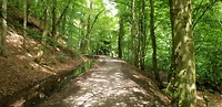 Skipton woods start