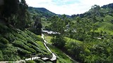 Boh theeplantage in Cameron Highlands