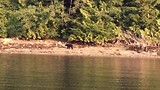 bear walking on the beach
