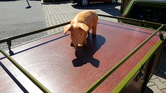 Rons varkentje