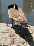 Central Park