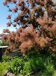 Boom op de Highline