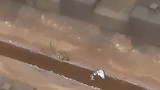 Ratten in het metro systeem