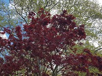 Central Park in de lente