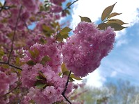 Central Park in de lente