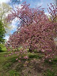 Central Park in de lente