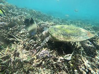 Schildpad en vis