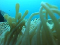 Anemoonvissen Nemo's