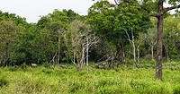 Olifanten Maduro Oya National Park