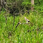 Roofvogel Maduro Oya National Park