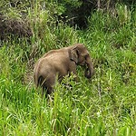 Olifant Maduro Oya National Park