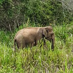 Olifant Maduro Oya National Park