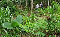 Planten o.a. Alocasia