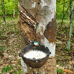 Rubberboom