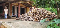Rubber en kokosnoten boer
