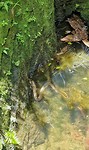 Slang in waterput