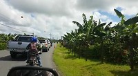 Bananentrein