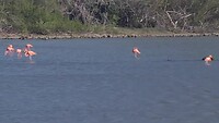 Flamingo's