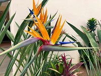 Planten