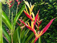 Planten