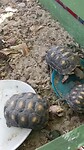 De school schildpadden