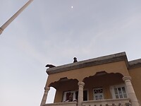 Hondjes op het dak bij Leo