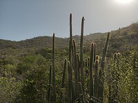 Cactussen