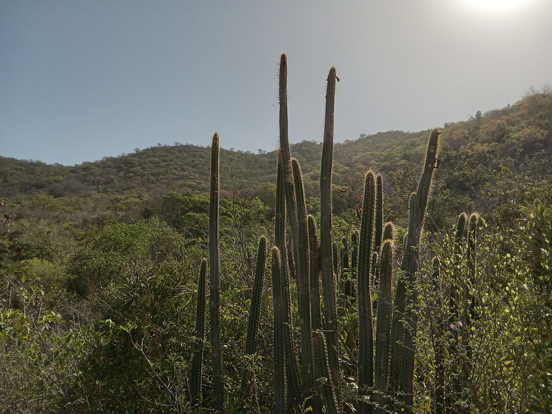 Cactussen