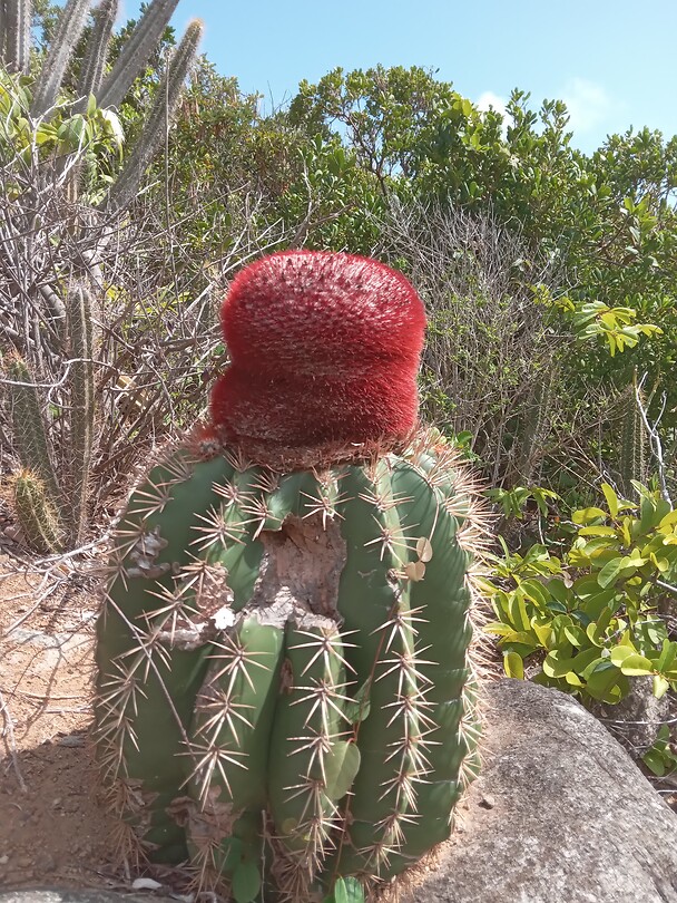 Cactus