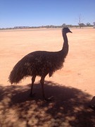 Emu