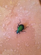 Christmas beetle