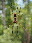 Florida Silk Spider