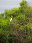 Florida Witte Reiger