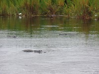Gators