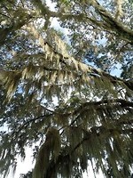 Spanish Moss