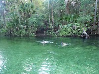 Schildpadjes en Florida Gars spotten