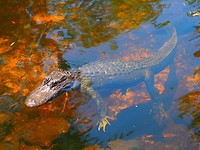 alligator in de everglades
