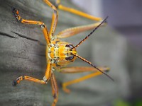the biggest grashopper i've seen in my life