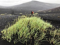 Het enige groen in een zwarte wereld