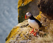 Eerste puffin