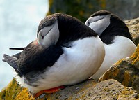 Puffins schuilen voor de wind