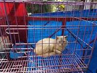 Een kat in het nauw...