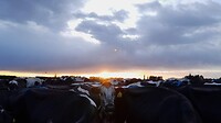 IMG-20241209-WA0003