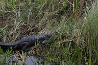 Alligator