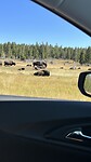 Yellowstone Bizons