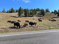 Yellowstone bizons