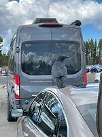 Yellowstone raaf