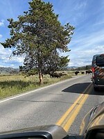 Yellowstone, overstekende bizons