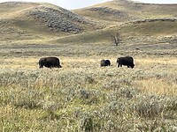 Yellowstone, Hayden Valley
