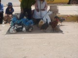Ook dieren te koop op de markt